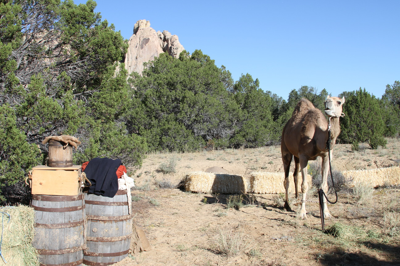 The Army Camel Corps Worked. So Why Did It Disappear?